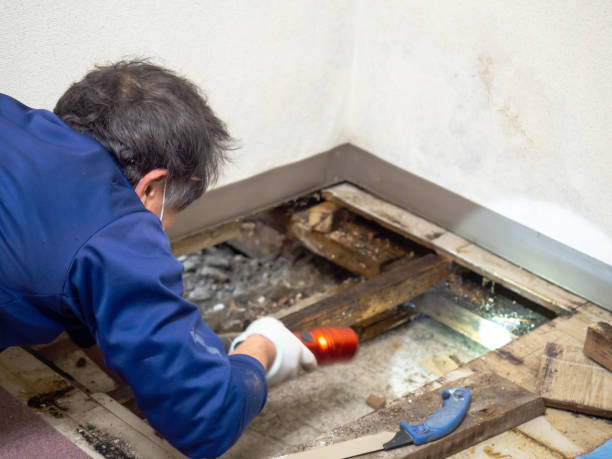 Best Industrial Mold Remediation in Clara City, MN