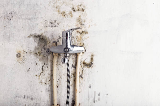 Clara City, MN Mold Remediation Company