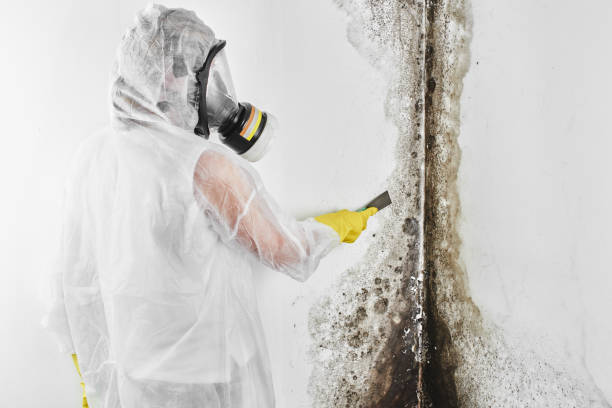 Best Residential Mold Remediation in Clara City, MN