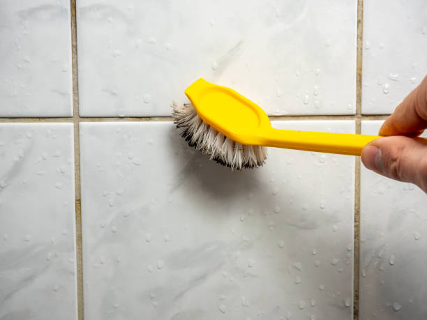 Best Commercial Mold Remediation in Clara City, MN