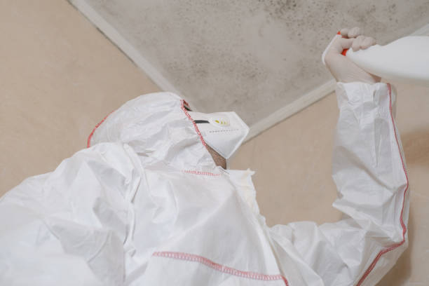 Best Mold Remediation for Specific Building Types in Clara City, MN