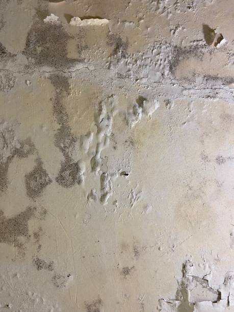 Best Crawl Space Mold Remediation in Clara City, MN