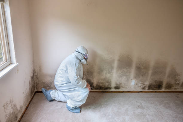 Best Mold Testing and Inspection Services in Clara City, MN