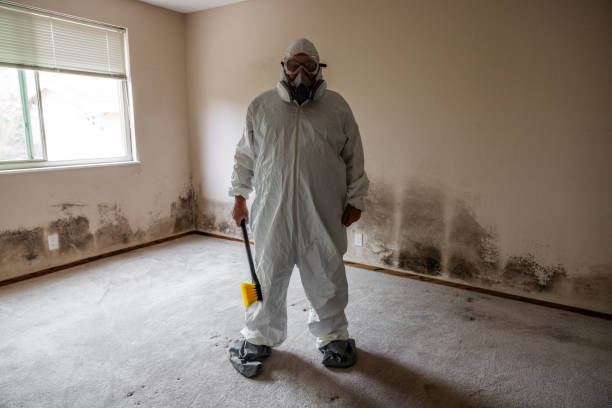 Best DIY Mold Remediation Support Services in Clara City, MN
