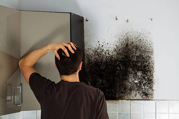 Best Post-Flood Mold Remediation in Clara City, MN